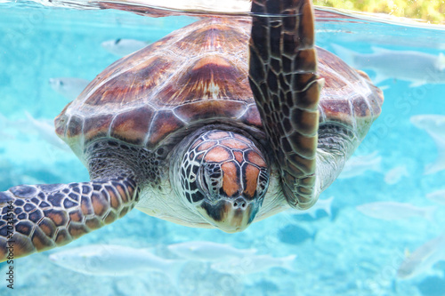 Green  turtle (Chelonia mydas) swimming photo