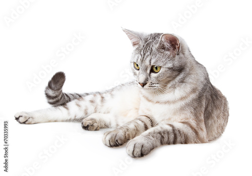 gray striped tabby cat