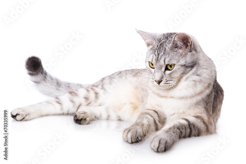 gray striped tabby cat