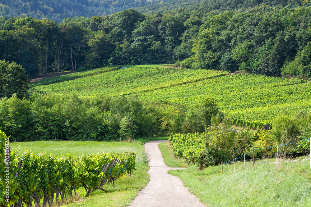 Vignoble alsacien à Cleebourg, Bas Rhin