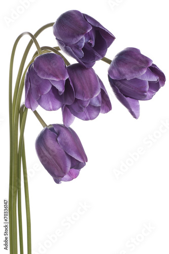 Fototapeta Naklejka Na Ścianę i Meble -  tulip