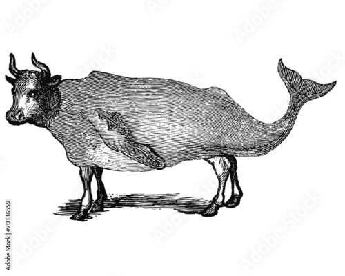 Vache aquatique