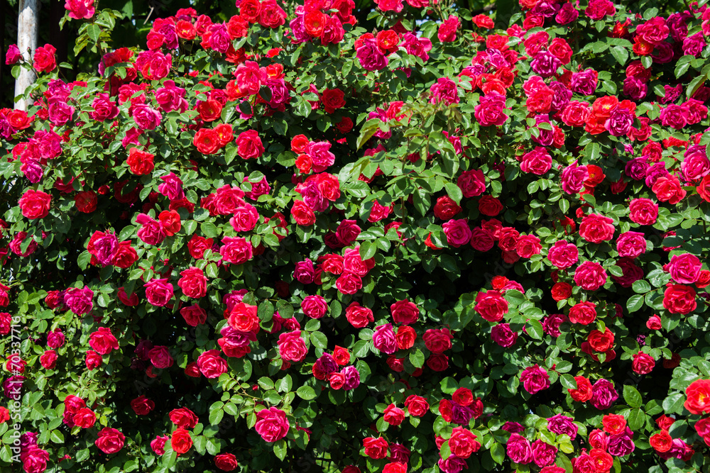 Bush of roses on bright summer day