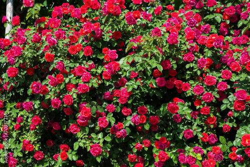 Fototapeta Naklejka Na Ścianę i Meble -  Bush of roses on bright summer day