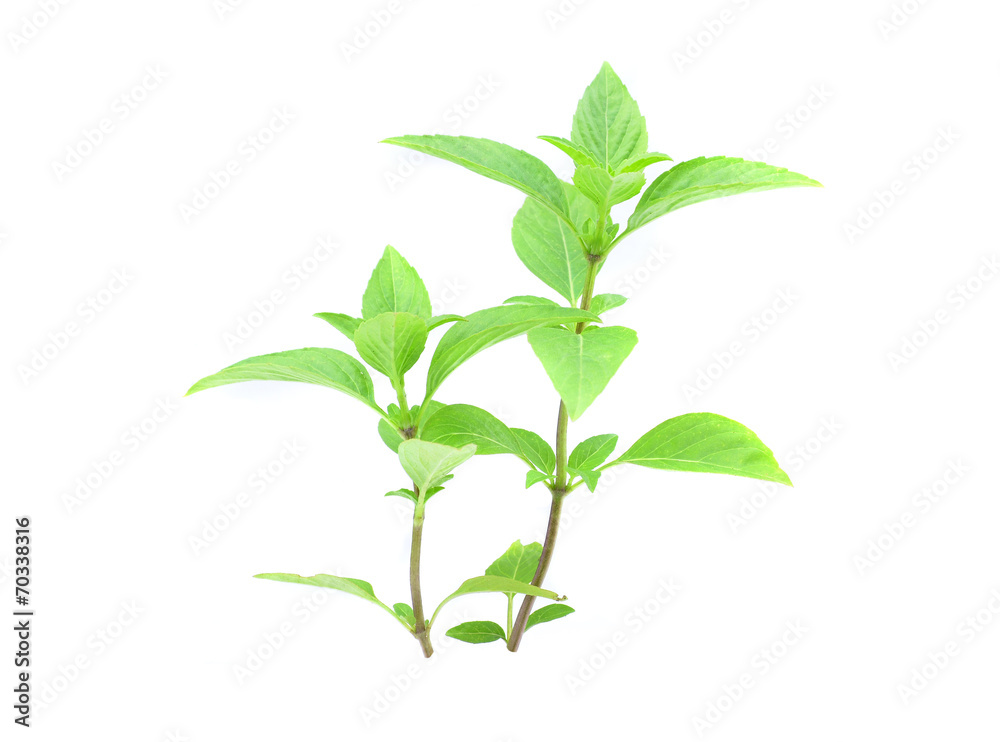 Asia Ocimum basilicum basil isolated on white Asia Ocimum basilicum basil isolated on white