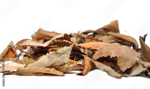 feuilles mortes