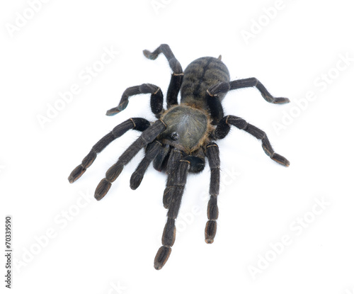 black curly-hair tarantula Brachypelma albopilosum isolated