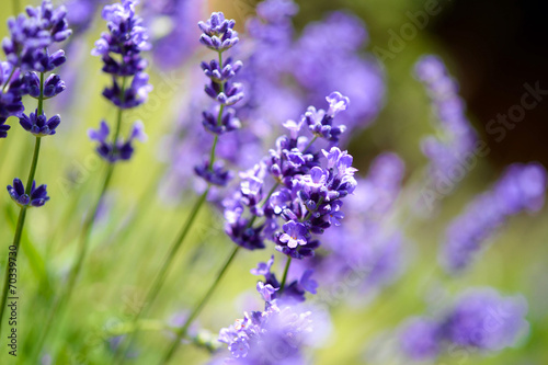 Lavendel #70339730