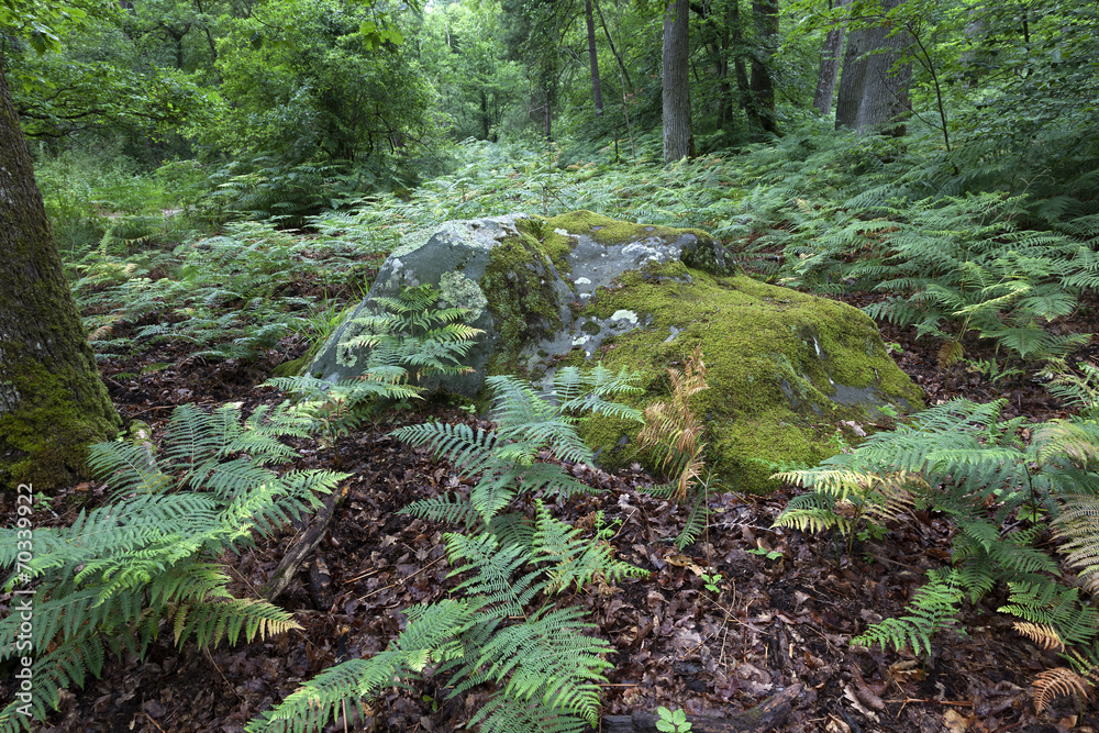 Ferns in the wood Ferns in the wood