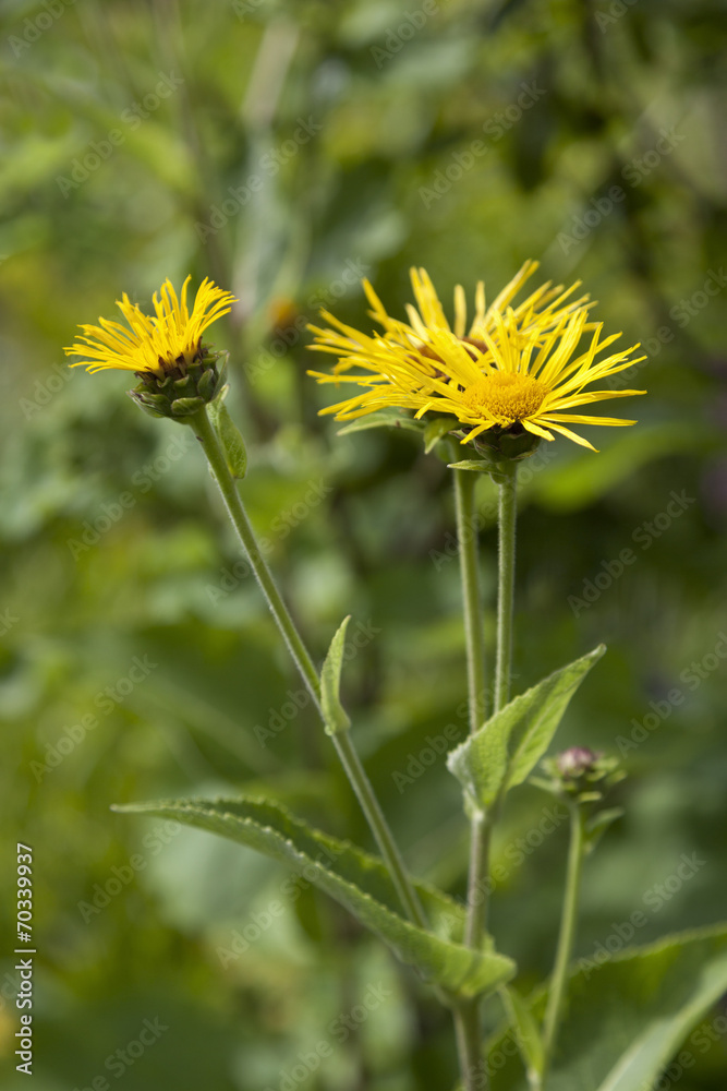 Obraz premium Yellow Inula