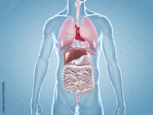 Innere Organe: anatomische 3D-Illustration