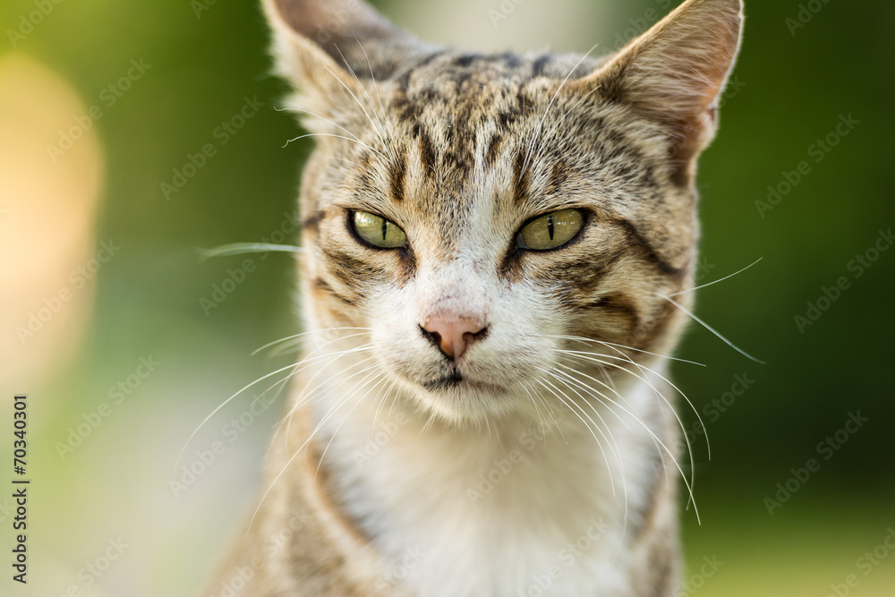 Cute Domestic Cat Portrait