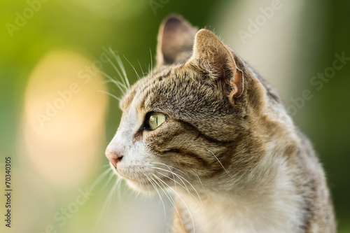 Cute Domestic Cat Profile Portrait