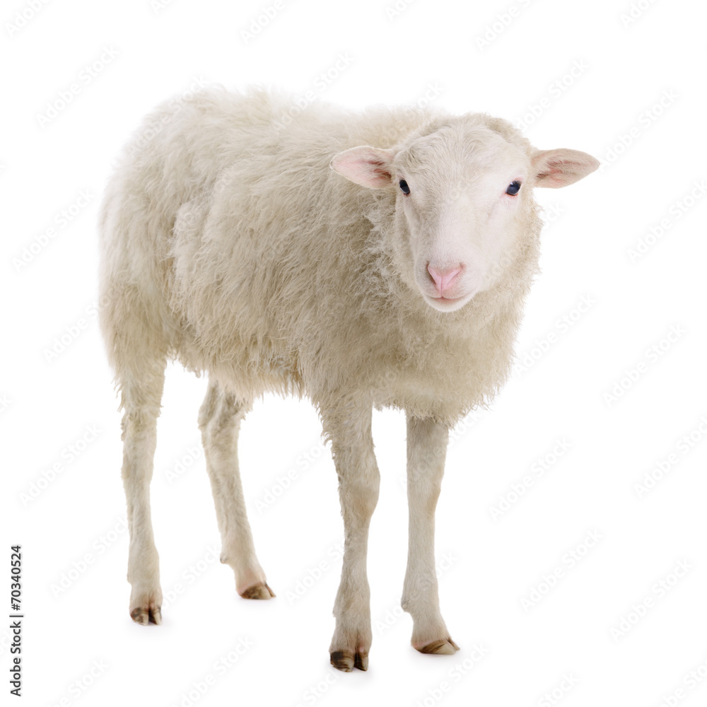 Obraz premium owiec na białym tle
