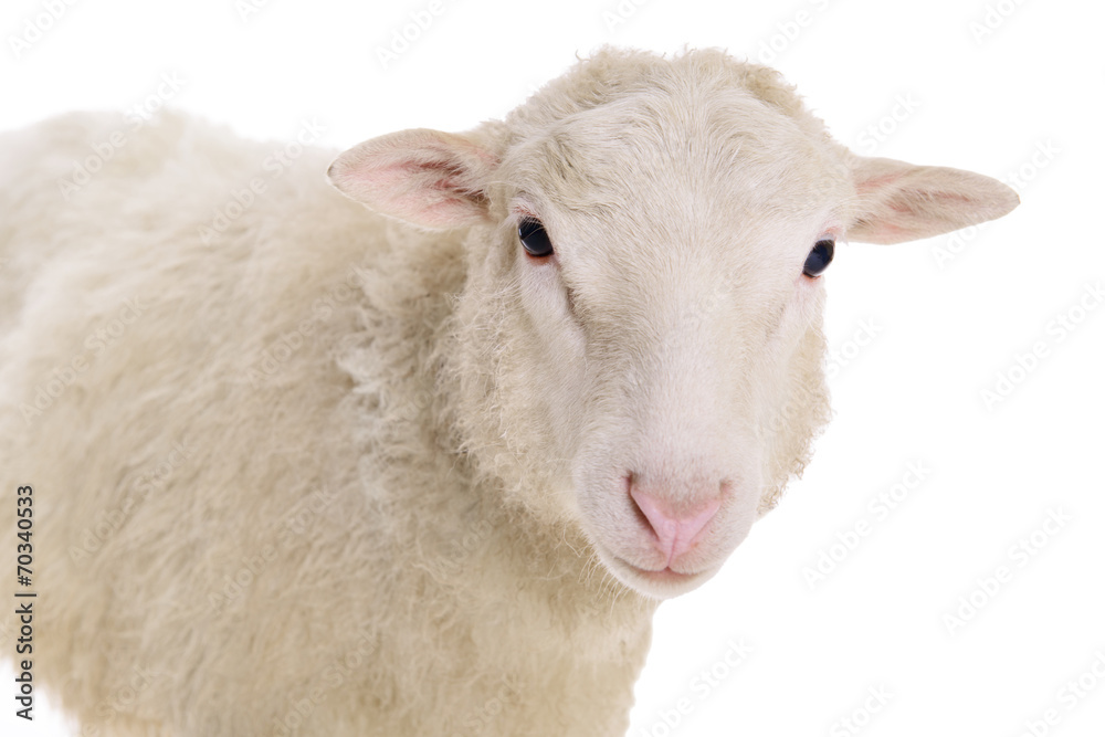 sheep isolated on white