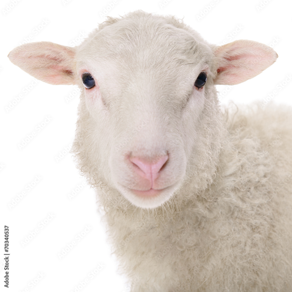 Fototapeta premium sheep isolated on white