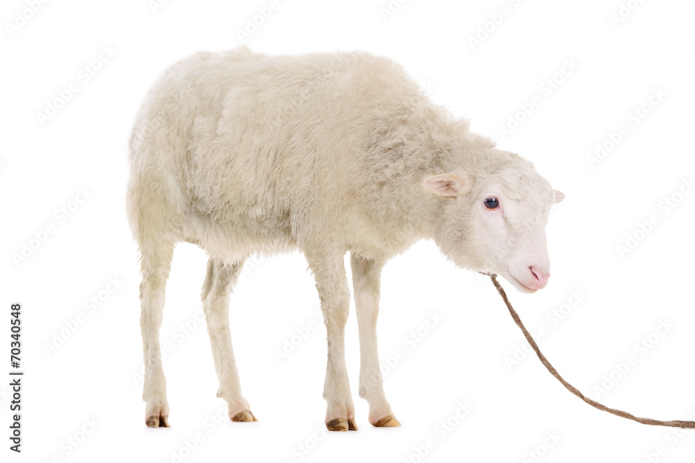 Obraz premium sheep isolated on white