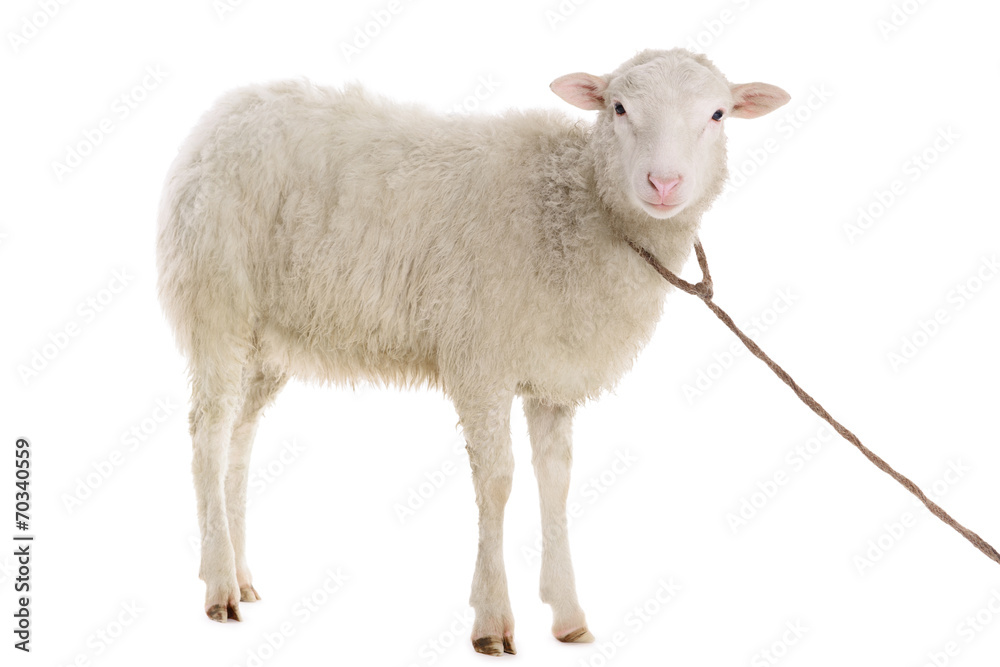 Naklejka premium owiec na białym tle