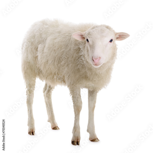 sheep isolated on white