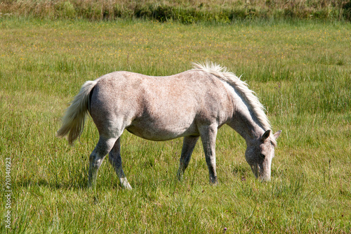 Connemara Pony