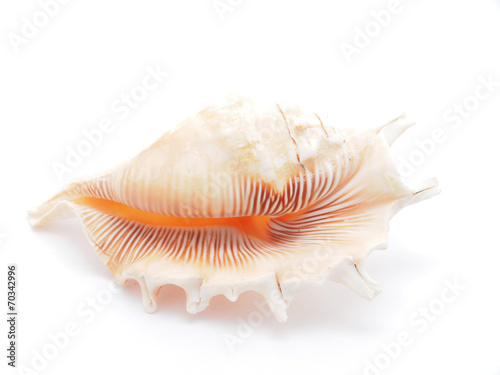 seashell