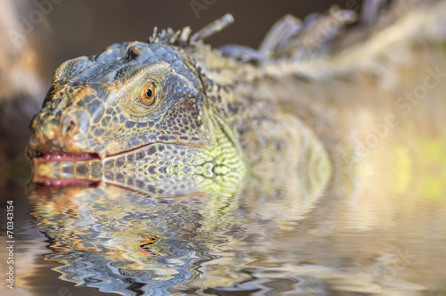 Portrait of macro shot on iguana head