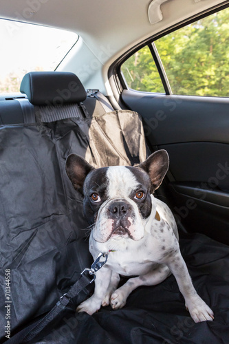 French bulldog traveling in the car © Patryk Kosmider