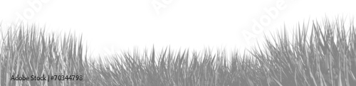 grass abstract background © neurostructure