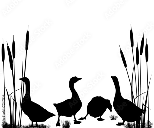 Goose and ducks silhouettes