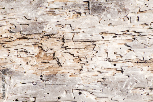 Dry weathered wood surface structure closeup as background