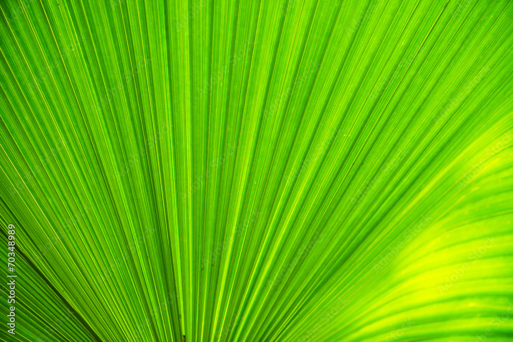 Texture of green leave for your background Texture of green leave for your background