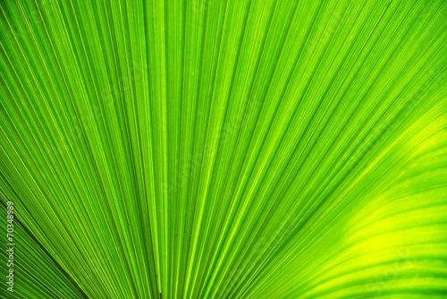 Texture of green leave for your background