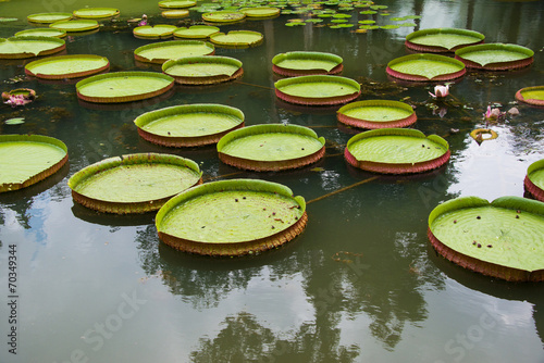 Fototapeta Naklejka Na Ścianę i Meble -  Large leaves of water lily