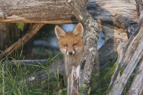 Wild fox cub watching from his hiding place #70349543