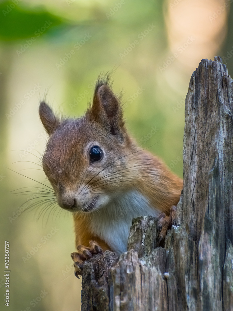 Fototapeta premium Squirrel