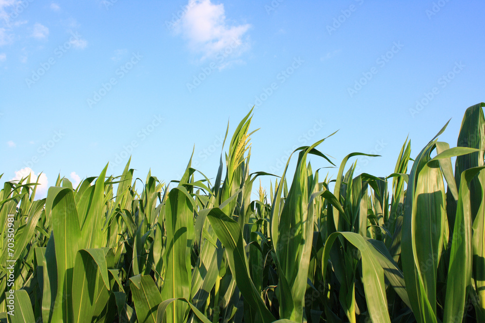 Corn field Corn field