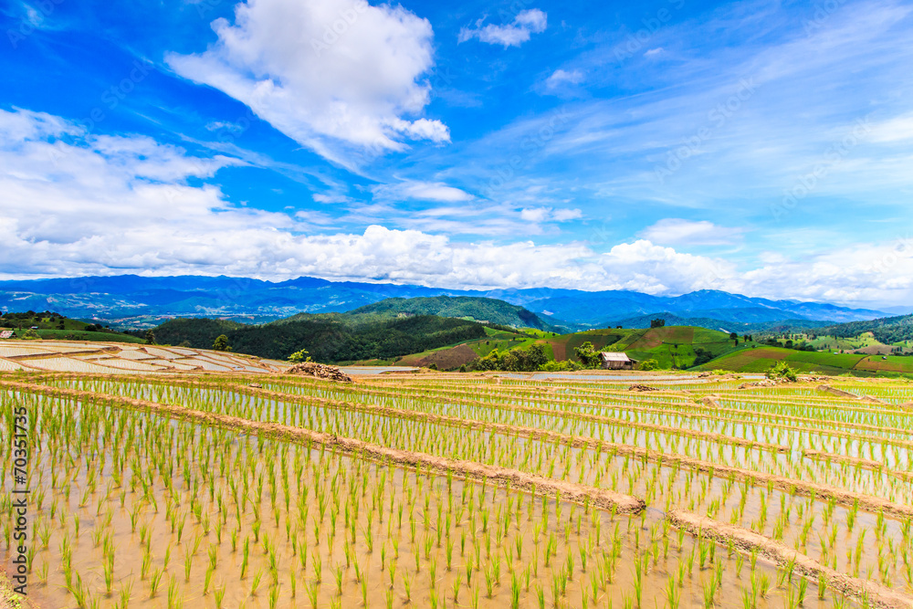Fototapeta premium Paddy or rice field at Pa Pong Peang in Chiangmai, Thailand