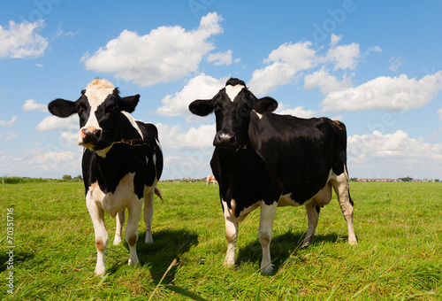 Dutch cows © erikdegraaf