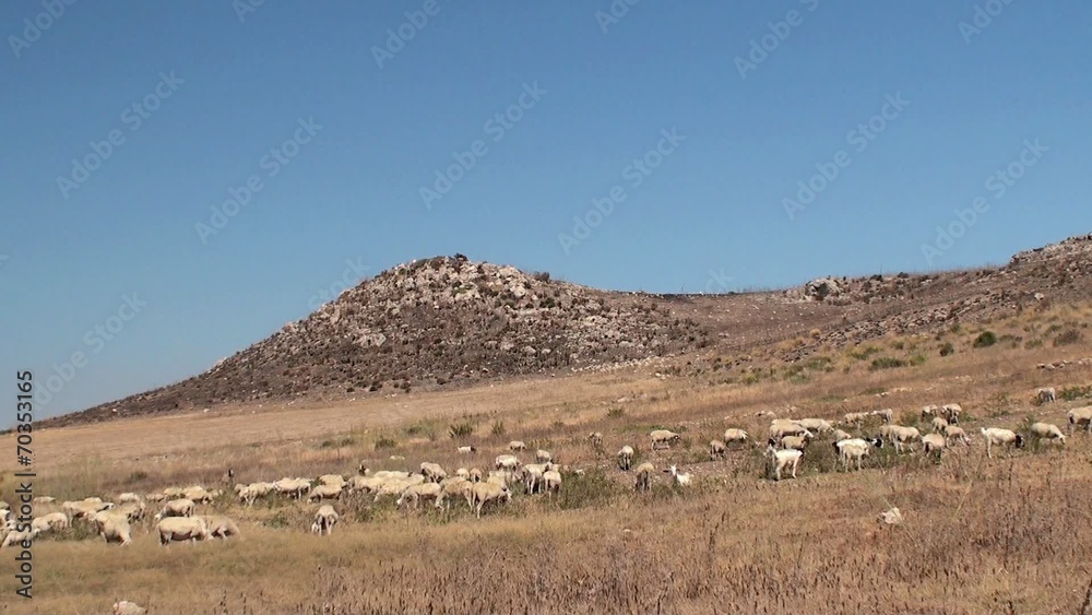 Herd of sheep on a mountain pasture. Sicily, Italy. Herd of sheep on a mountain pasture. Sicily, Italy.