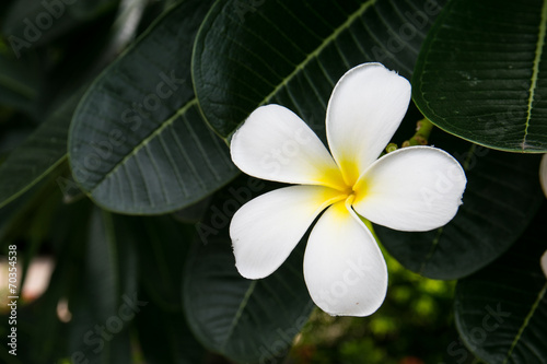 Plumeria flower on tree