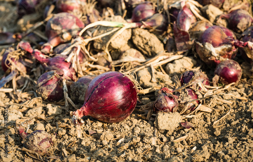 Drying red onions on the field from close