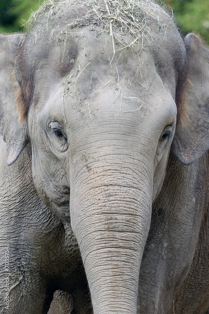 Fototapeta premium African elephant