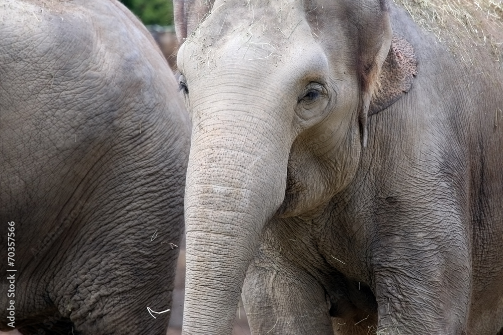 Fototapeta premium Young Elephant walking behind his mother