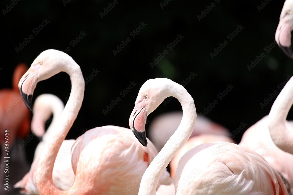 Naklejka premium Flamingos with light pink feathers