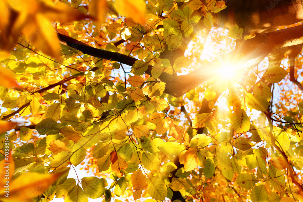 Herbstsonne strahlt durch Buchenblätter - obrazy, fototapety, plakaty 