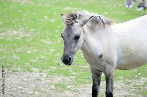 Fototapeta Naklejka Na Ścianę i Meble -  Shetland pony