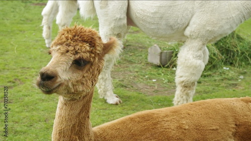 Alpaca (Lama or vicugna pacos) calf.