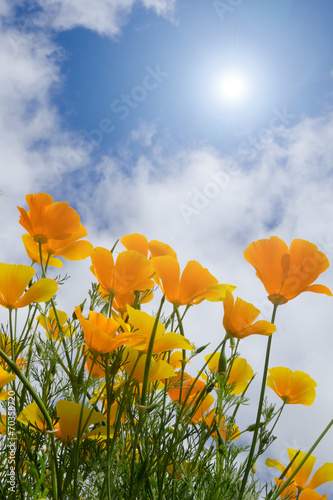 Poppies under blue sky with sun