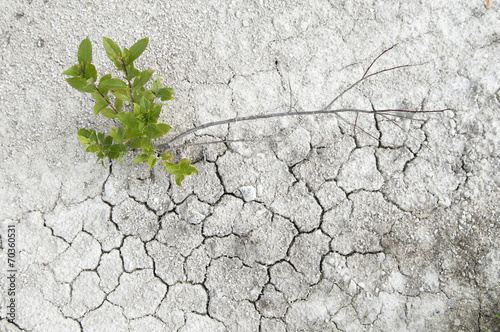 Fotografie Small willow on a limestone soil