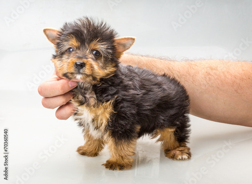 Yorkshire terrier